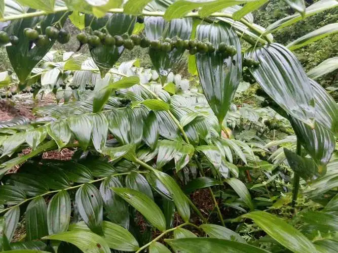 药草铺黄精药草图集