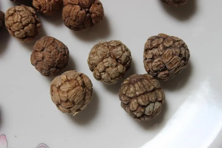 药草铺草豆蔻药草图集
