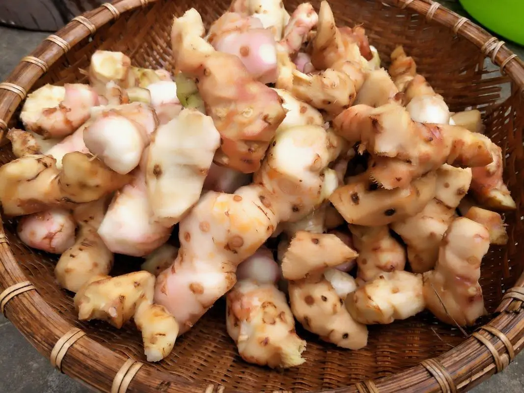 药草铺山姜药草图集