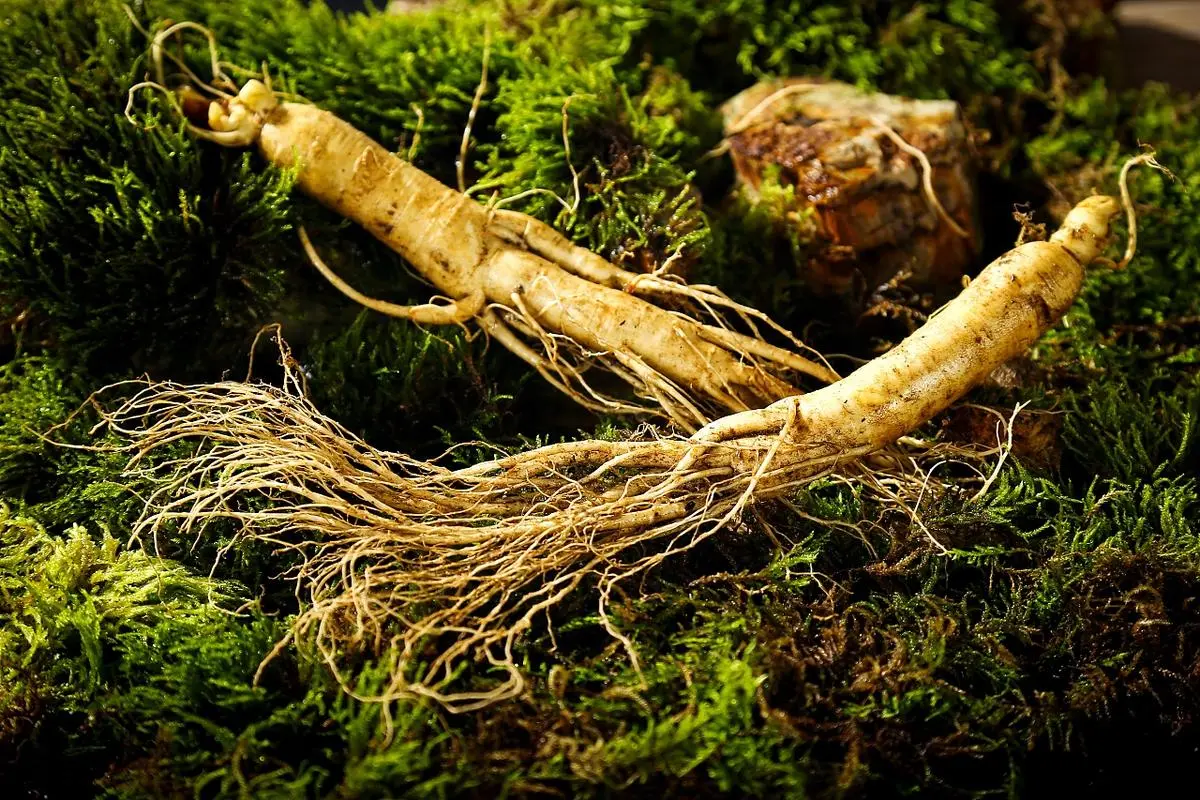 药草铺人参药草图集