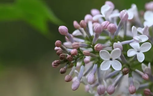 药草铺丁香药草图集