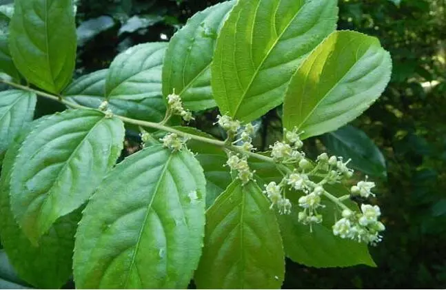 药草铺雷公藤药草图集