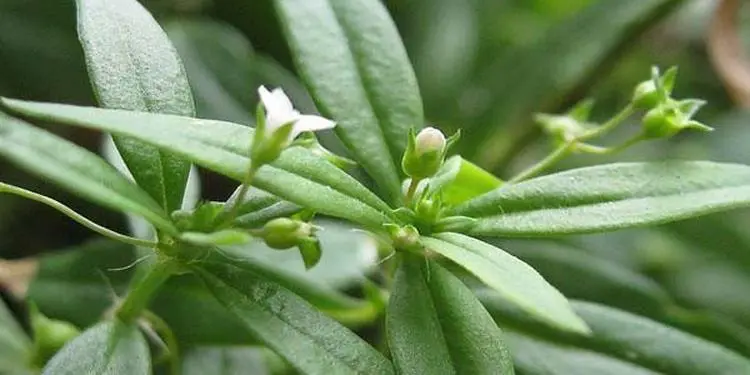 药草铺白花蛇舌草药草图集