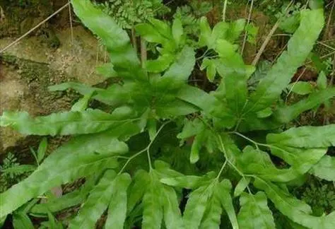 药草铺海金沙药草图集