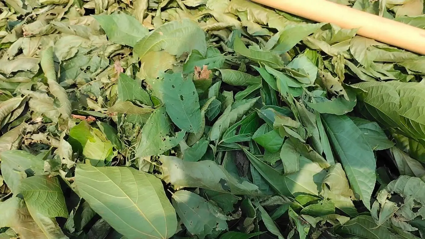 药草铺布渣叶药草图集
