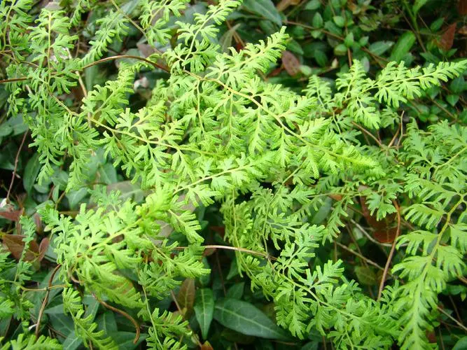 药草铺海金沙药草图集