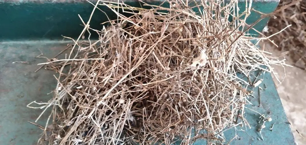 药草铺白花蛇舌草药草图集