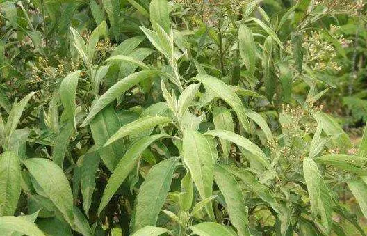 药草铺大风艾药草图集