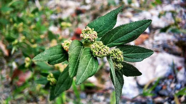 药草铺大飞扬草药草图集