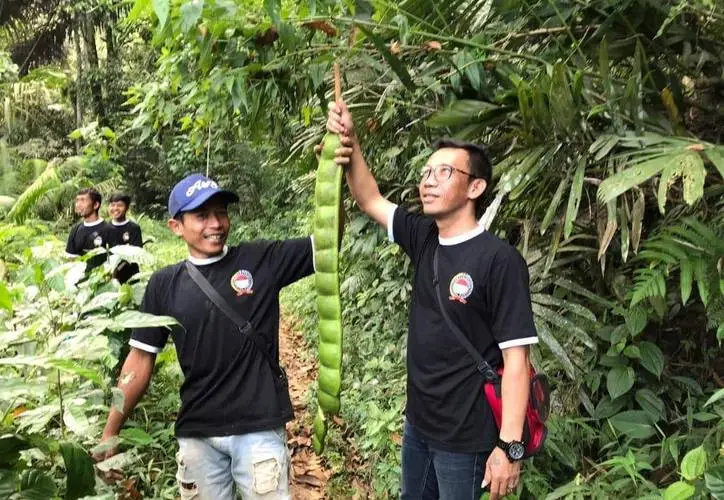 药草铺榼藤子药草图集