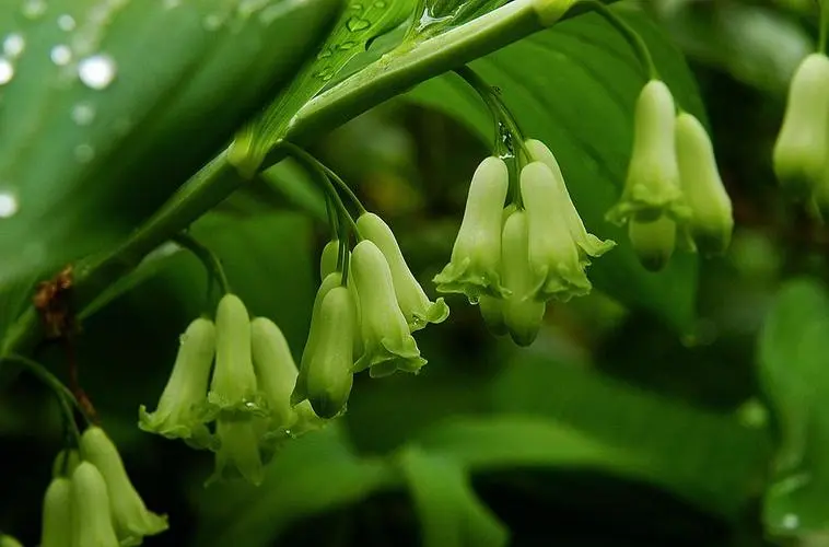 药草铺黄精药草图集
