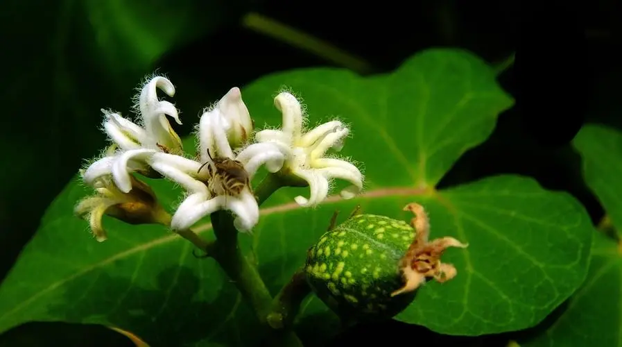药草铺萝藦药草图集