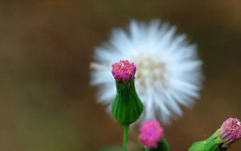 药草铺一点红药草图集