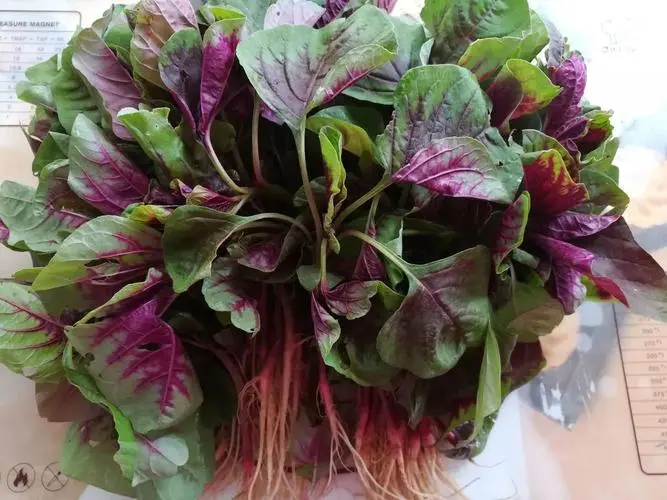 药草铺铁苋药草图集