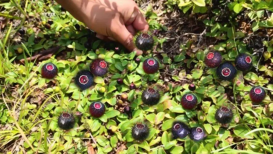 药草铺地稔根药草图集