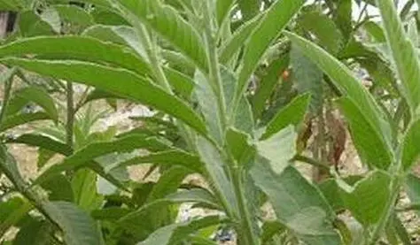 药草铺大风艾药草图集