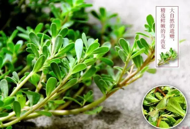 药草铺马齿苋药草图集