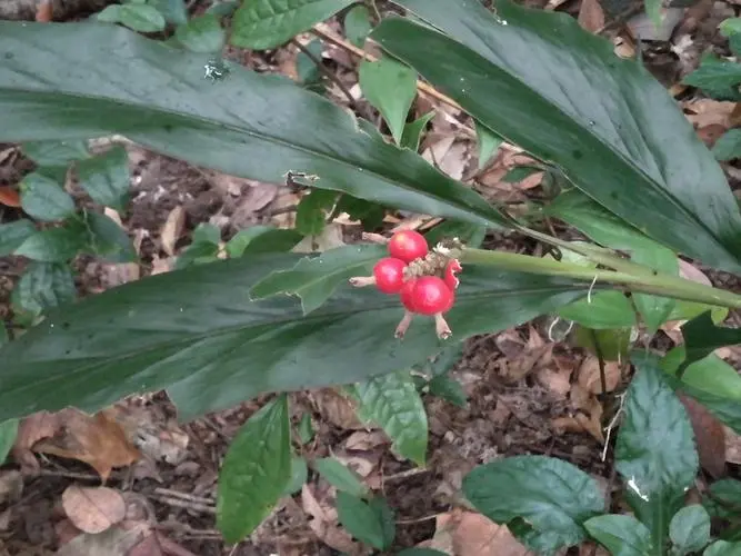 药草铺山姜药草图集
