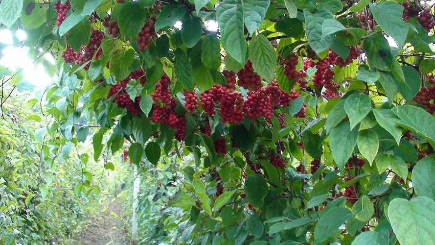 药草铺五味子药草图集