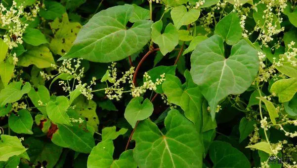 药草铺何首乌药草图集