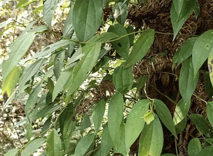 药草铺丁公藤药草图集