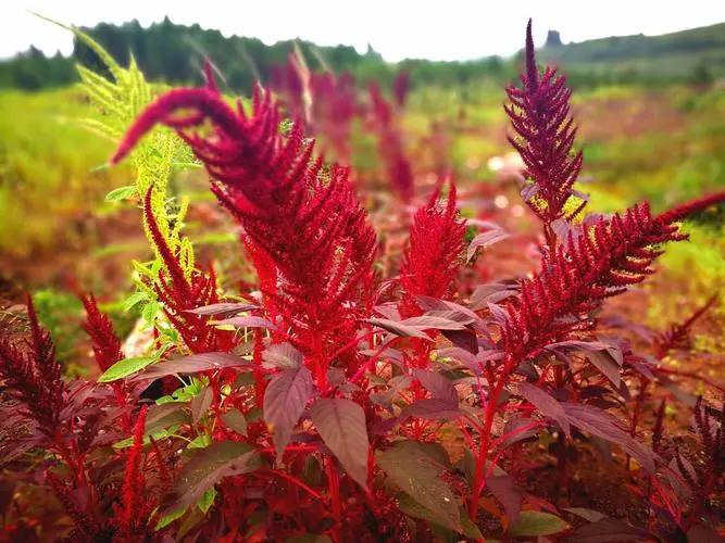 药草铺铁苋药草图集