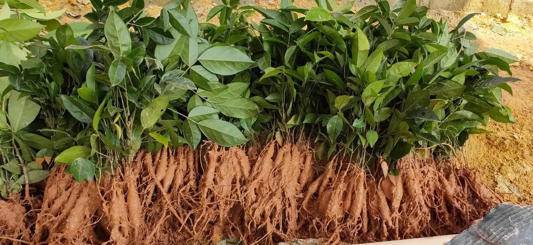 药草铺牛大力药草图集