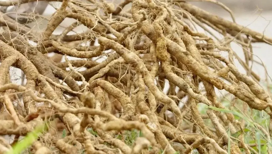 药草铺牛大力药草图集