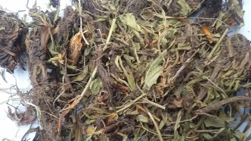 药草铺甘松药草图集