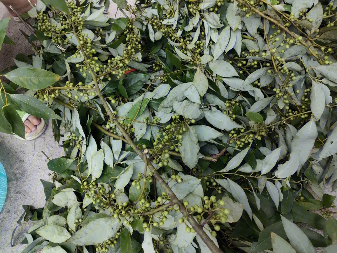 药草铺山胡椒药草图集