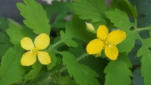 药草铺白屈菜药草图集