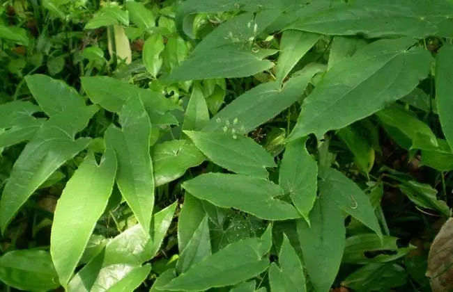 药草铺淫羊藿药草图集