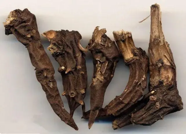 药草铺草乌叶药草图集