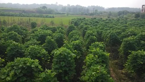 药草铺粉葛药草图集