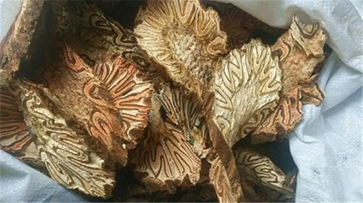 药草铺飞天蠄蟧药草图集