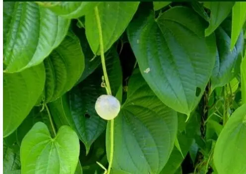 药草铺红药子药草图集