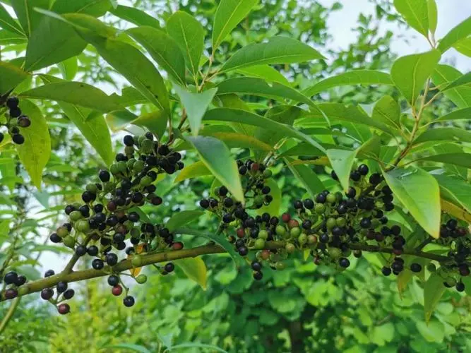 药草铺澄茄子药草图集