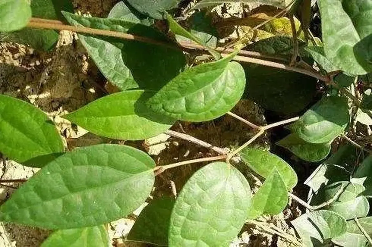 药草铺海风藤药草图集