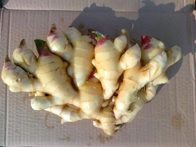 药草铺生姜药草图集
