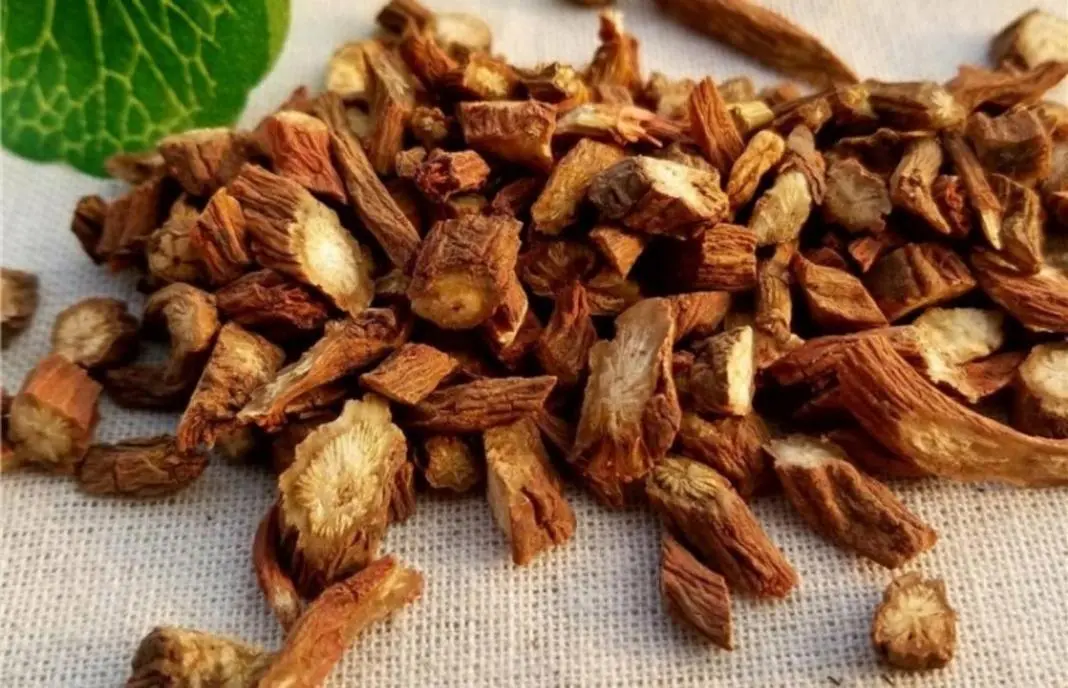 药草铺丹参药草图集