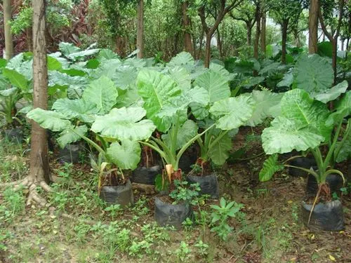 药草铺海芋药草图集