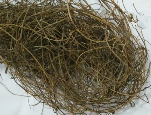 药草铺无根藤药草图集