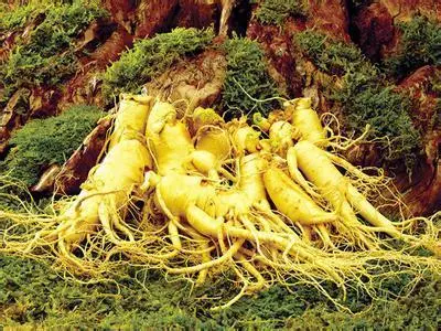药草铺华山参药草图集