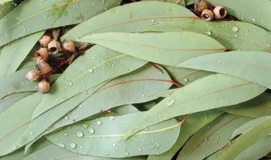 药草铺桉叶油药草图集
