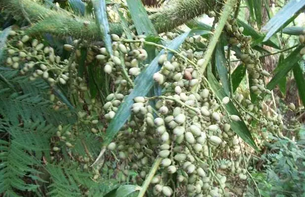 药草铺黄藤药草图集