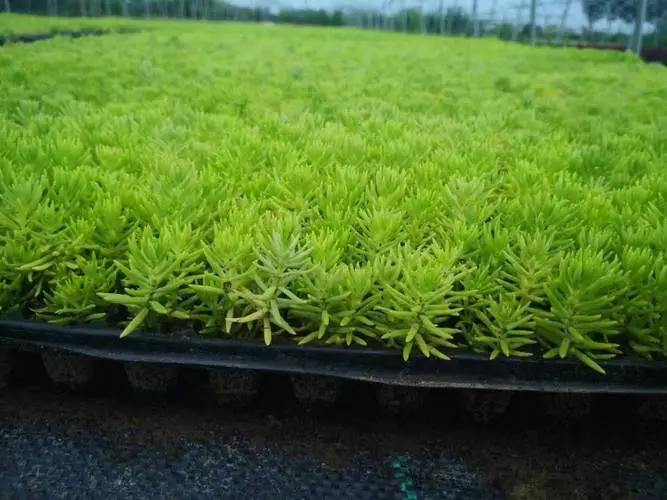 药草铺佛甲草药草图集