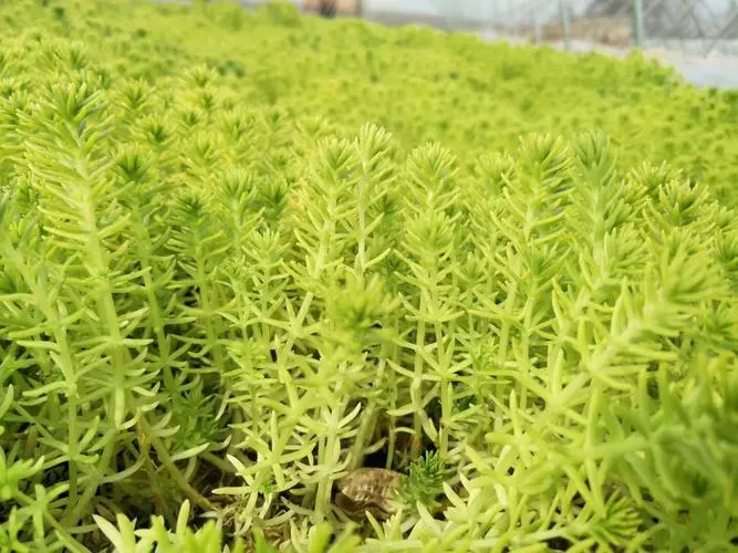 药草铺佛甲草药草图集