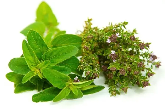 药草铺牛至药草图集