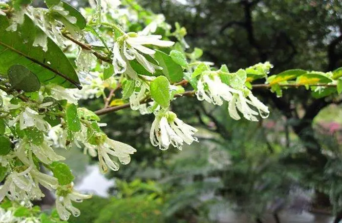 药草铺檵木叶药草图集