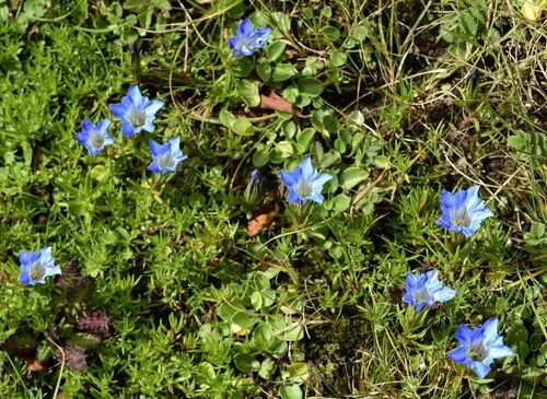 药草铺红花龙胆药草图集